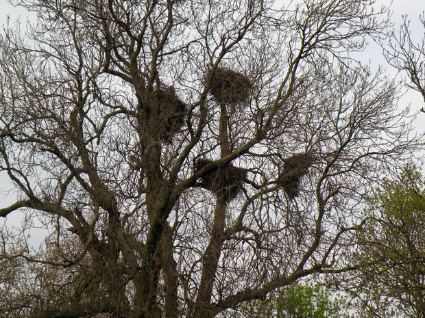  énormes nids, Regent's Park